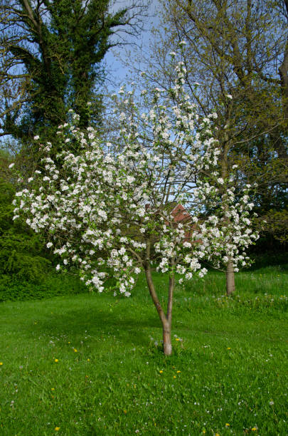istock Paradise apple in spring full bloom. Malus pumila 1490233251