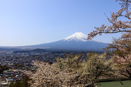 view of Fuji with cherry blossom