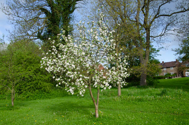 Paradise apple in spring full bloom. Malus pumila