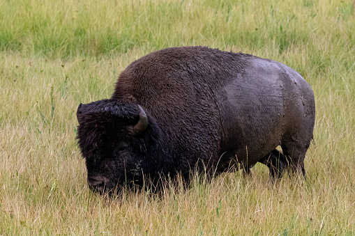 American Bison Buffalo bull grazing in Hayden Valley in Yellowstone National Park United States