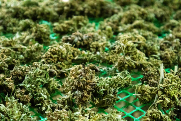 istock Dried and processed medical marijuana for medical use 1490235161