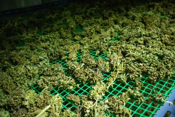 istock Dried and processed medical marijuana for medical use 1490235171