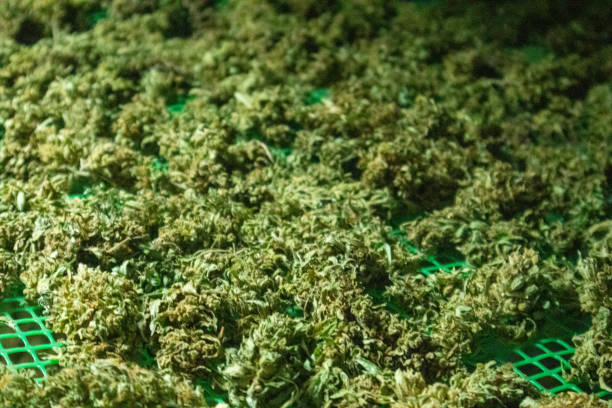 istock Dried and processed medical marijuana for medical use 1490235179