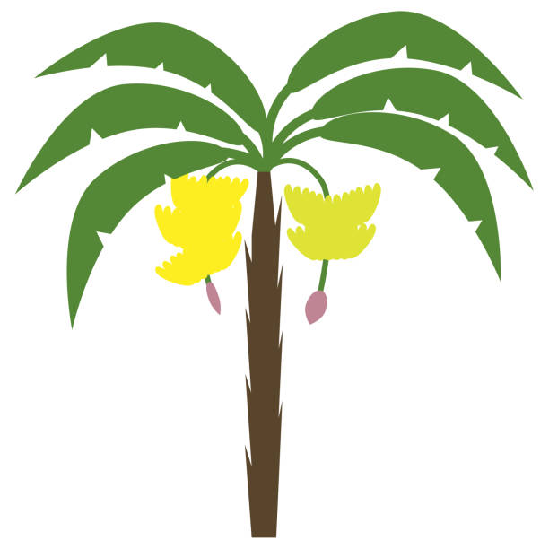 Banana Tree Leaves Vector
