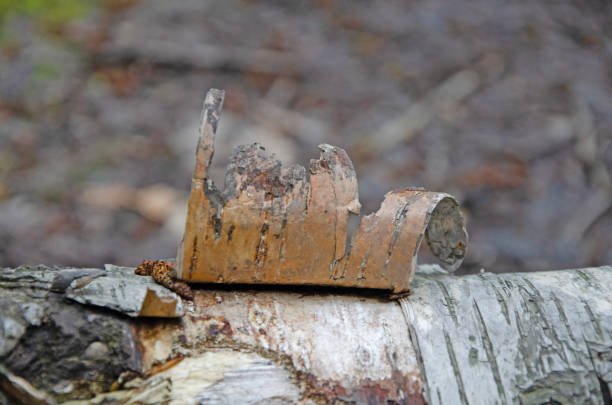 birkenrinde schälen aus nächster nähe - bark textured close up tree stock-fotos und bilder