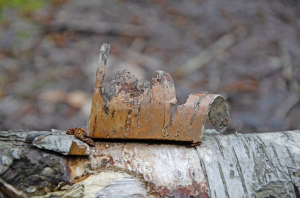 casca de bétula descascando de perto - birch bark - fotografias e filmes do acervo