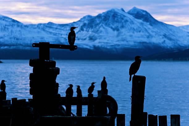 istock Cormoran bird sits on a pier in winter 149023919