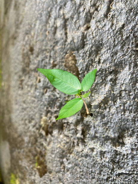 istock a small plants growing on concrete Cracked wall 1490239562