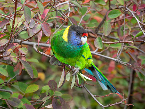 An Australian Ringneck of the western race, known as the Twenty-eight Parrot, photographed in a forest in southwestern Australia.