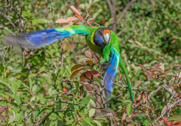 istock Australian Ringneck Parrot in Flight 1490239911
