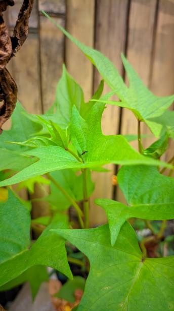 istock old ants on the green and fresh cassava leaves 1490242916