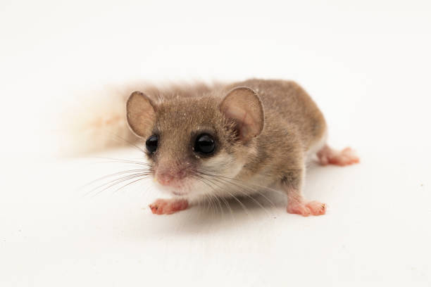 istock The woodland dormouse Graphiurus murinus African pygmy dormouse 1490243285