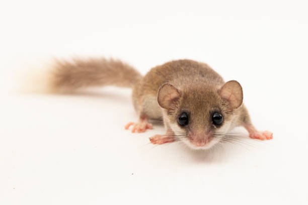 The woodland dormouse Graphiurus murinus African pygmy dormouse isolated on white background