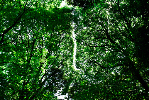 Low angle view of tree canopy in springtime.