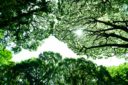 Low angle view of tree canopy in springtime.