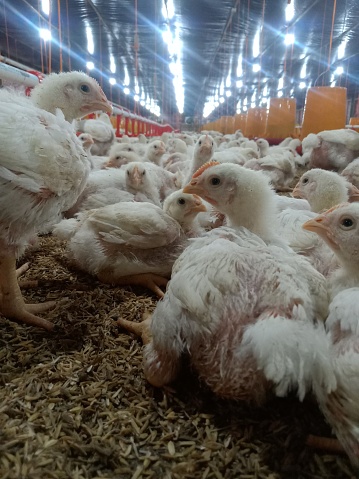 A bunch of white-cut chickens in a big cage, macro photography