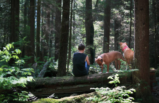 Beautiful rainforest scenery in summer with tall trees on sunny day. North Vancouver. Selective focus.