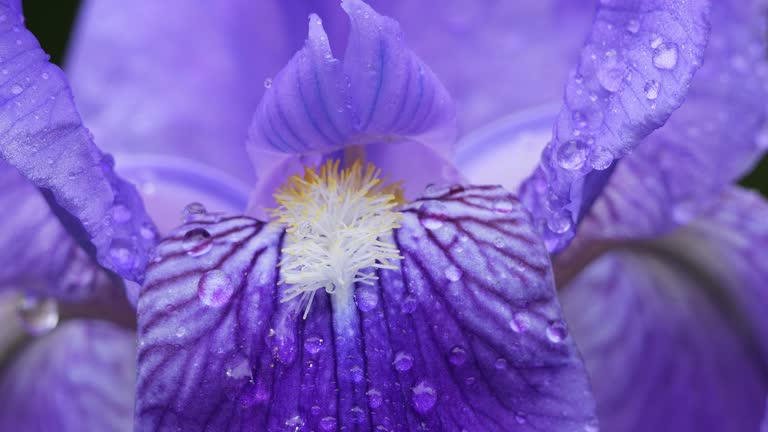 Detail of a blooming blue Iris