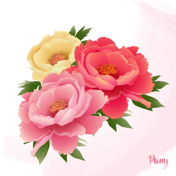 Vector illustration of 3 blooming vector peony flowers in different colors