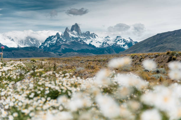 daisy on el chalten in Patagonia