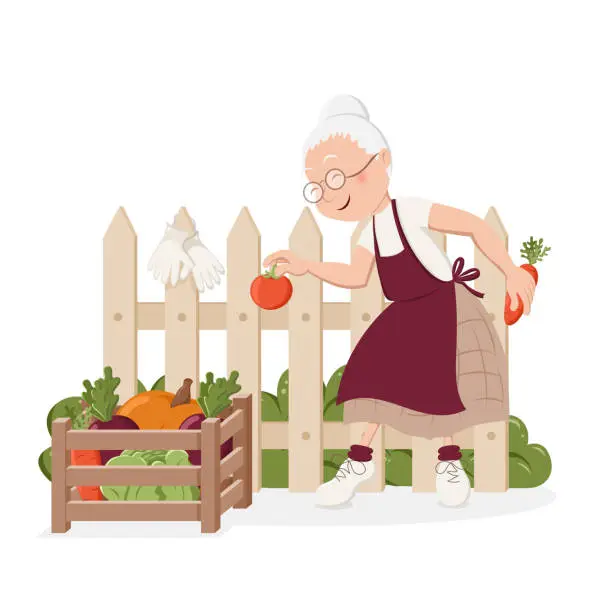 Vector illustration of Grandmother picks vegetable into wooden box near the fence in countryside. Active senior citizens. Gardening and harvesting. Cute isolated vector illustration in cartoon style