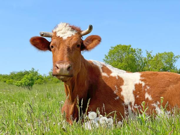 istock Cow resting in field green grass. 1490252485
