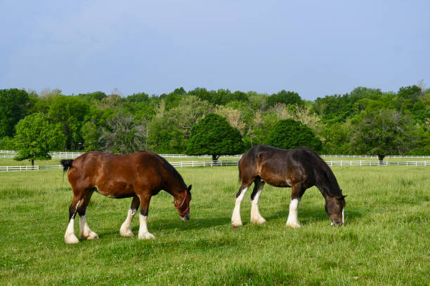 istock Anheuser-Busch Clydesdales Grazing 1490252924