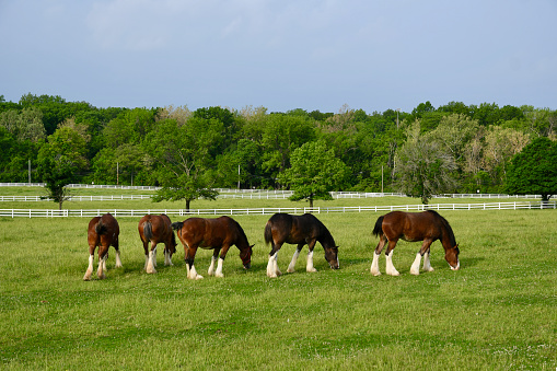 Anheuser-Busch Clydesdales grazing in field at Grant’s Farm on beautiful spring day