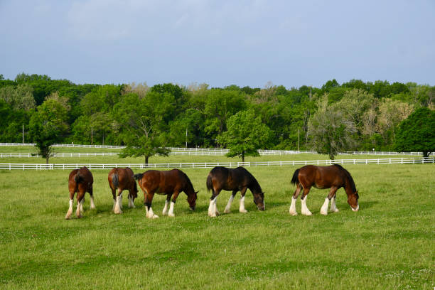 anheuser-busch clydesdales grazing - clydesdale stok fotoğraflar ve resimler