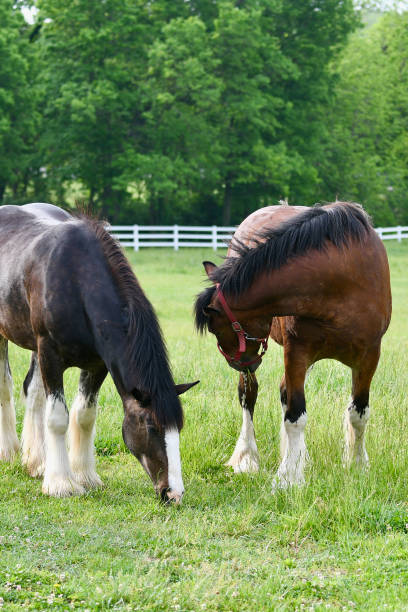 istock Anheuser-Busch Clydesdales Grazing 1490252951