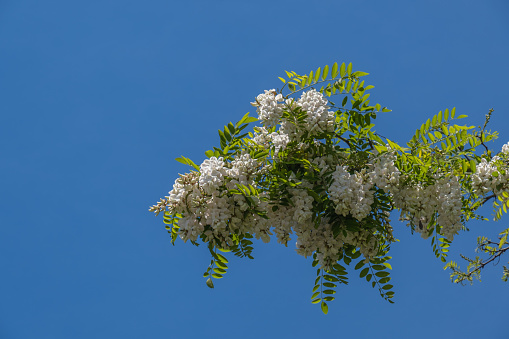 White flowers on acacia tree branches, among the leaves. Robinia pseudoacacia.