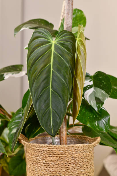 istock Exotic 'Philodendron Melanochrysum' houseplant 1490257718