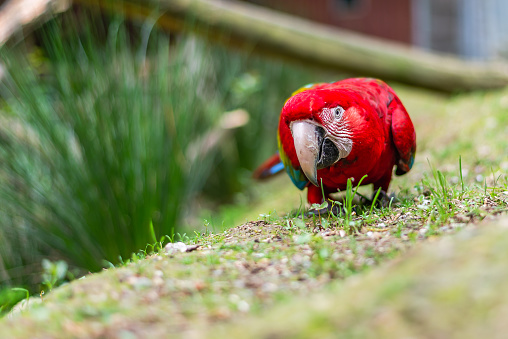 The Red Macaw searches for food in the ground. The macaw is a beautiful parrot with red plumage and keen eyes. Front view.