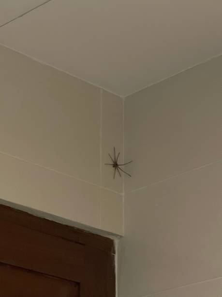 istock A Big Spider in a Bathroom at Bali Villa 1490260402