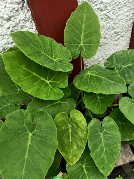 istock Close up of arrowleaf elephant ear plant 1490261158