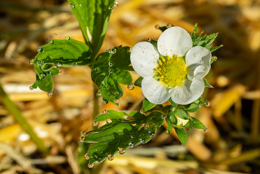 Macro shot of a strawberry blossom