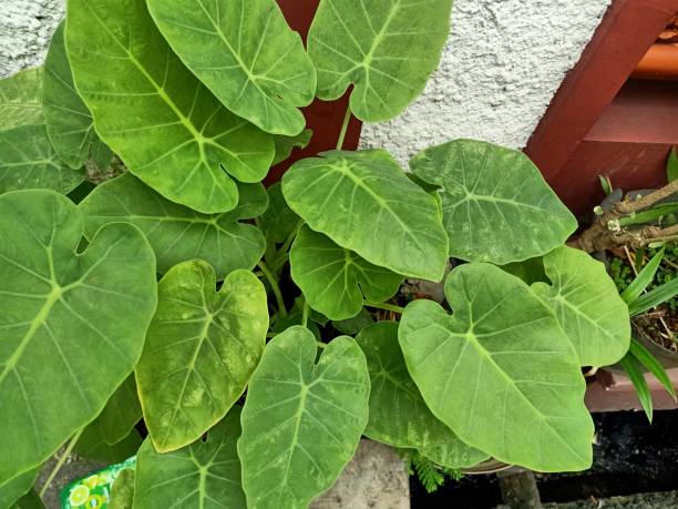 istock Close up of arrowleaf elephant ear plant 1490262019