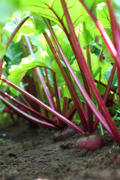 istock juicy table beetroot in the garden bed 1490262478
