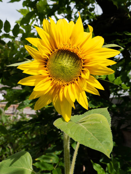 istock Sunflower head, Helianthus annuus 1490263057
