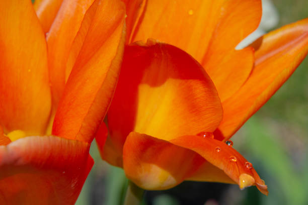istock Pretty freshly bloomed colorful tulip in spring 1490264154