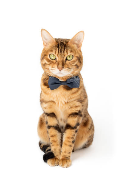 istock A cute red cat sits in a bow tie on a white background. 1490265321