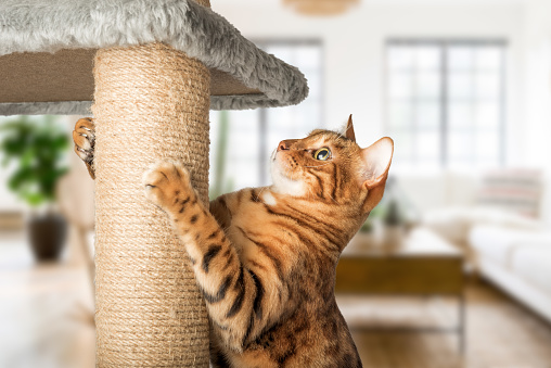 A ginger cat with a cat pole - a scratching post against the background of the living room. Teaching a pet to a scratching post.