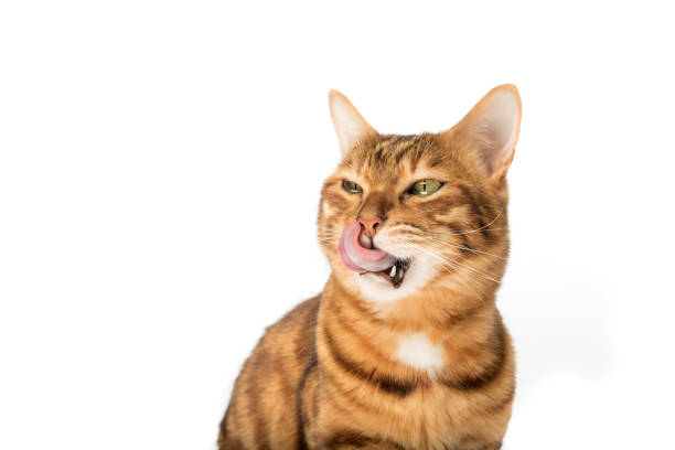 istock Lovely red cat licks his lips. 1490265376