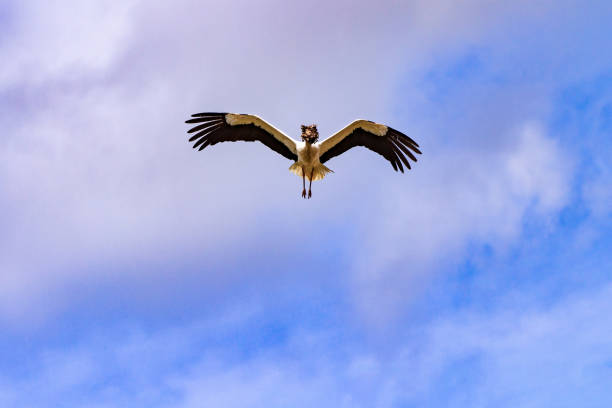 Side-view of a flying stork. For more (also XXXL)storks