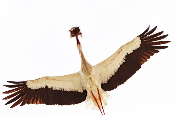 The flight of a stork bringing sticks to create its nest