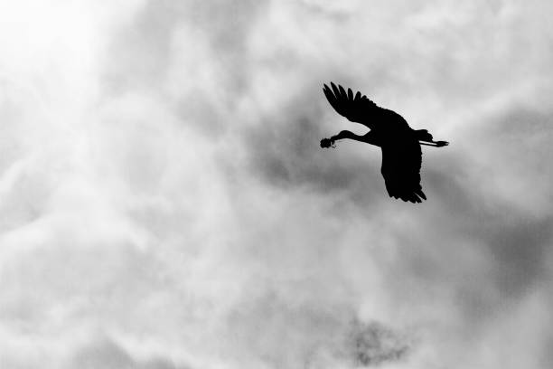 istock The high flight of a stork 1490267418