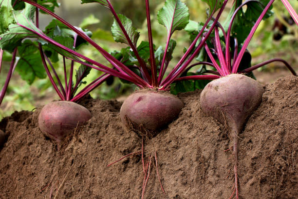istock juicy table beetroot in the garden bed 1490269123