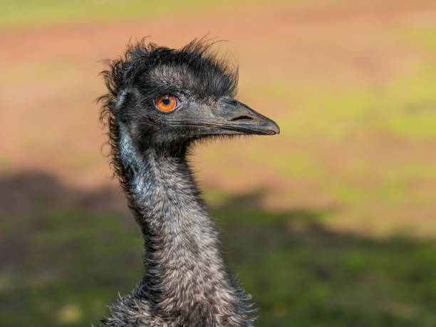 istock Portrait of an Emu 1490269311