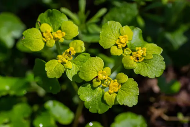 Blooming Golden Saxifrage Chrysosplenium alternifolium with soft edges. Selective focus. Has healing properties. Yellow spring small flowers.