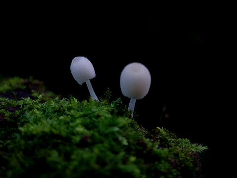 White Mushrooms on the edge of the Indonesian Aceh forest. A mushroom or toadstool is the fleshy, spore-bearing fruiting body of a fungus.